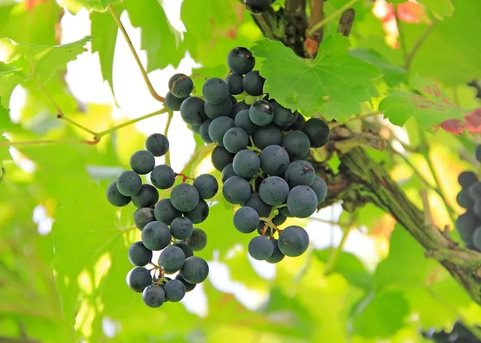 Garni Eckschänke Bad Neuenahr-Ahrweiler