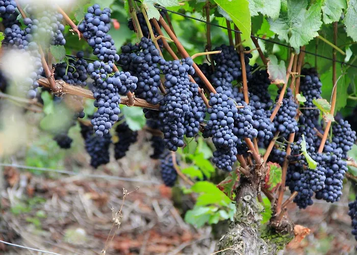 Hotell Garni Eckschänke Bad Neuenahr-Ahrweiler